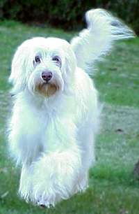 Picture of Australian Labradoodle